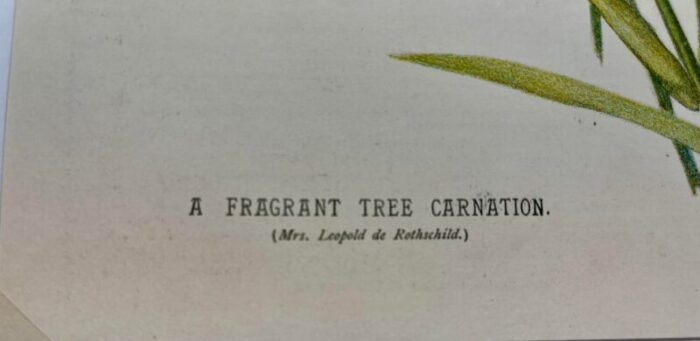 antique botanical print from england showcasing a fragrant pink tree carnation flower circa 1892 0516