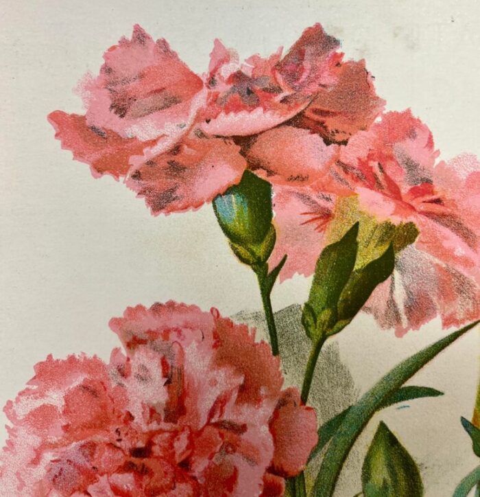 antique botanical print from england showcasing a fragrant pink tree carnation flower circa 1892 0928