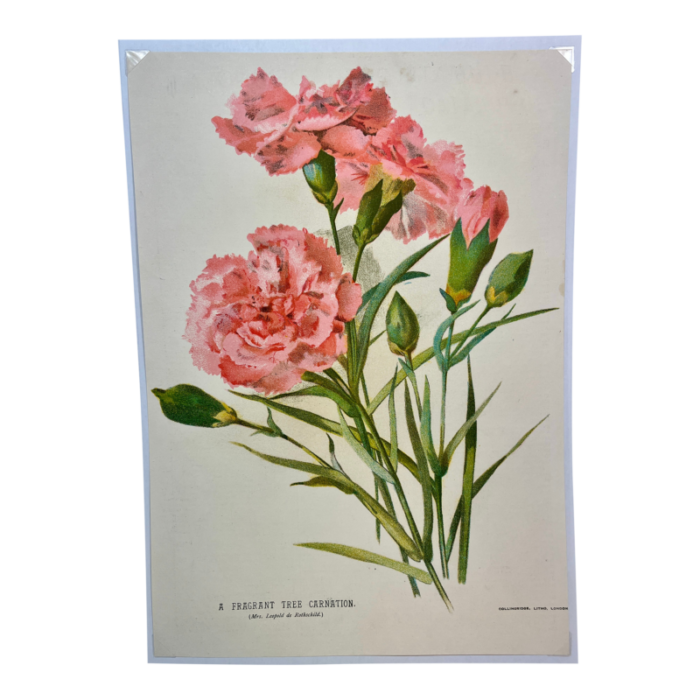 antique botanical print from england showcasing a fragrant pink tree carnation flower circa 1892 8240