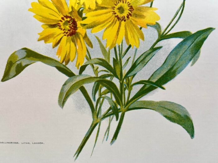 antique botanical print from england showcasing bright yellow lance leaved tick seed flowers circa 1894 0701