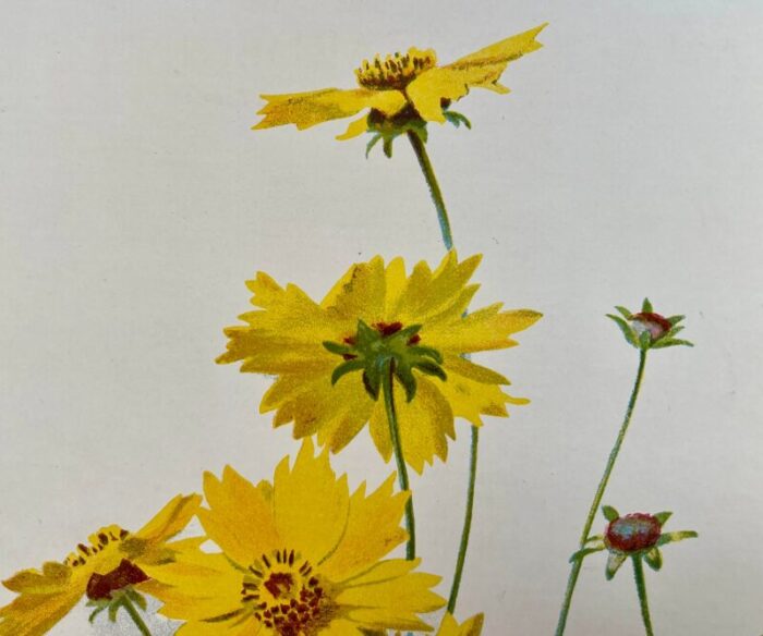 antique botanical print from england showcasing bright yellow lance leaved tick seed flowers circa 1894 4462