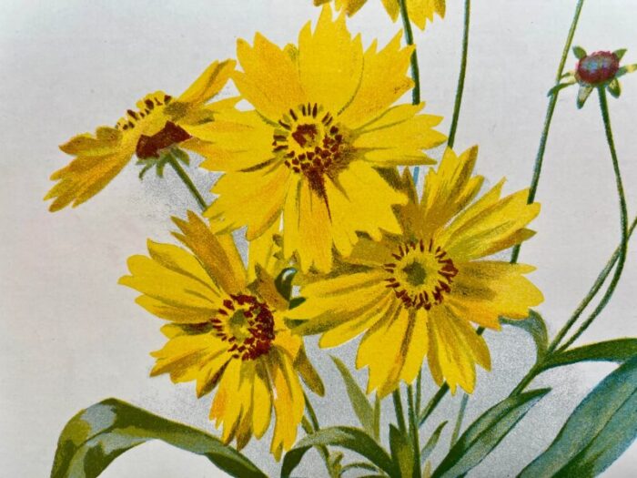 antique botanical print from england showcasing bright yellow lance leaved tick seed flowers circa 1894 4741