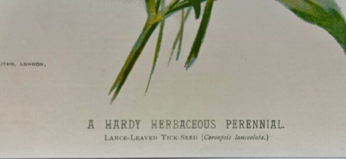 antique botanical print from england showcasing bright yellow lance leaved tick seed flowers circa 1894 5359