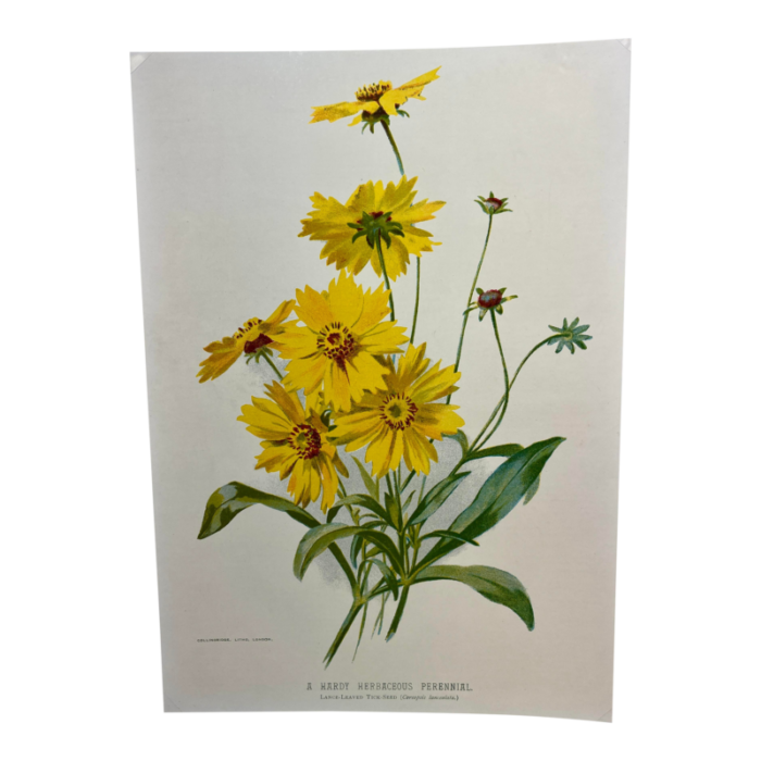 antique botanical print from england showcasing bright yellow lance leaved tick seed flowers circa 1894 6440