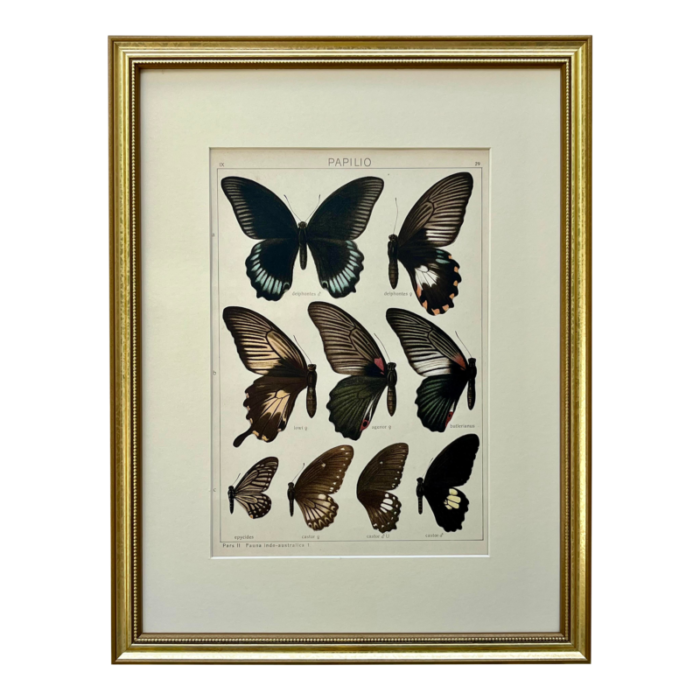 antique original color lithograph of butterflies swallowtail by seitz 1911 8417